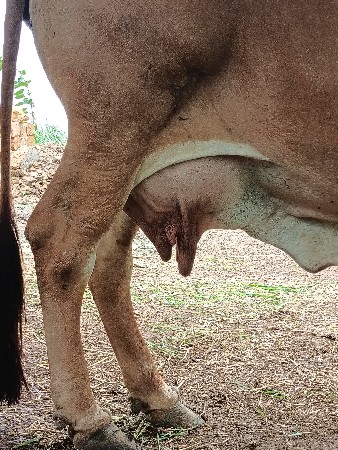 ગાય વેચવાની છે