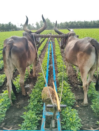 બળદ વેસવાના છે