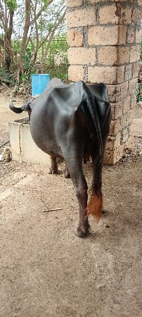 ભેંસ વેચવાની છે