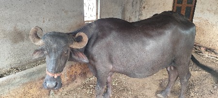 20-25 દિવસ   વાર છે