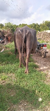 ભેંસ વેચવાની છે
