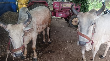 વઢીયારા બળદ