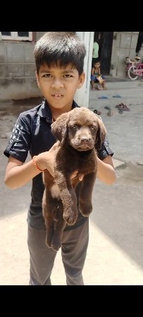leb female puppy   2 female 14 k