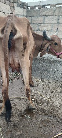 હોળકી