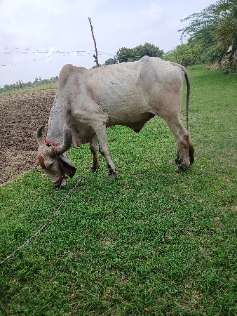 બળઘવેસવાનોસે
