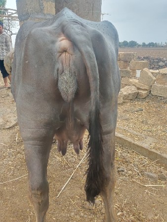 ભેંસ વેચવાની સે