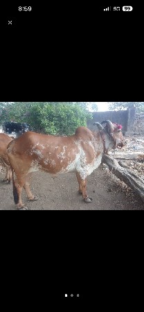 બળદ વેચવાના છે સાટા પણ ચાલે