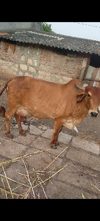 ગાય વેચવા ની છે
