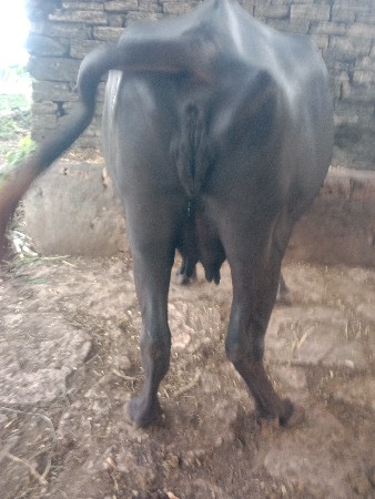 mer jayesh