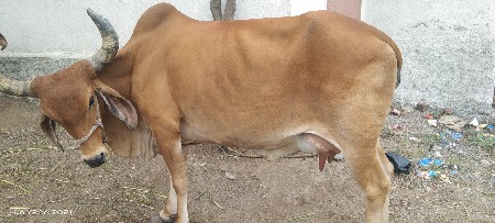 ગાય વેચવાની છે