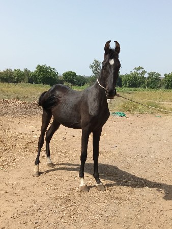 વસેરો