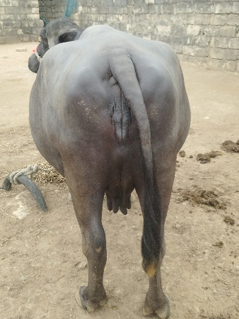 એક મહિનાની કાચી