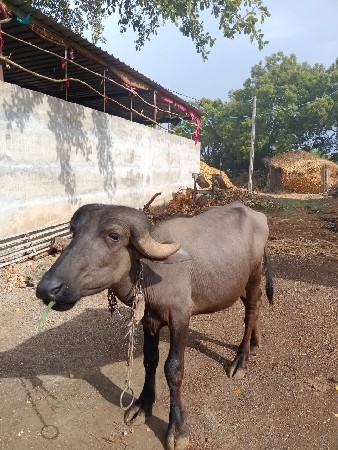 પાડી બે વર્ષની