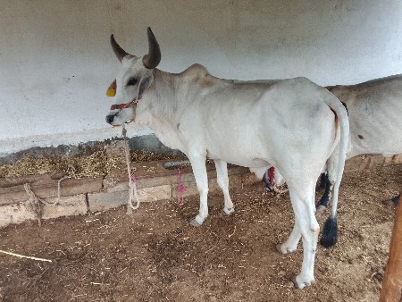 બળદ વેચવાનો છે