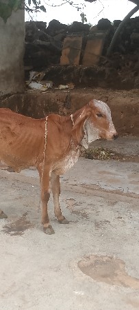 વાછડી વેસવાની છે