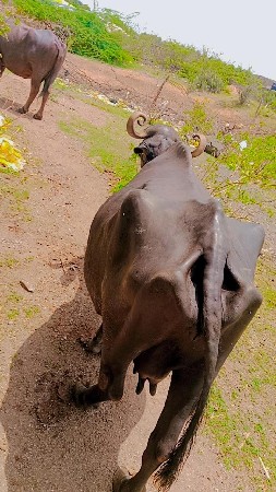આ ભેંસ વેચવાની છે