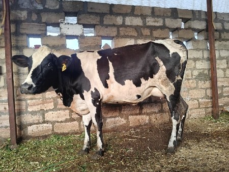ગાય વેચવાની છે