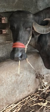 ભેંસ