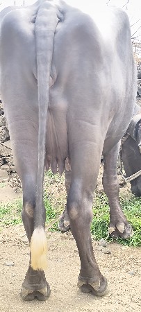 આ ભેંસ વેવાની છે