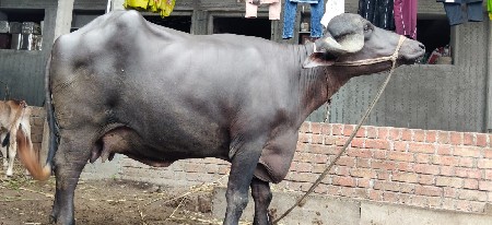 ભેંસ વેચવાની છે