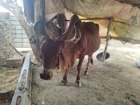 ગાય વેચવાની છે