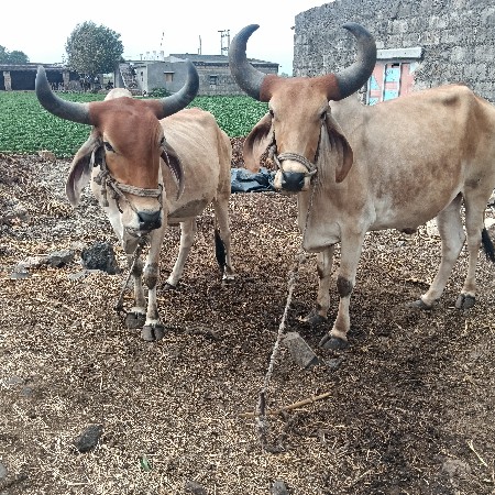 ગોઢલા વેચવાના છે