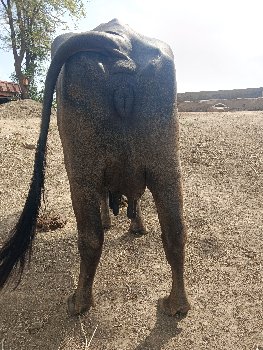 ભેંસ વેચવાની છે