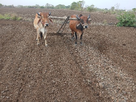 ગોઢલા વેચવા