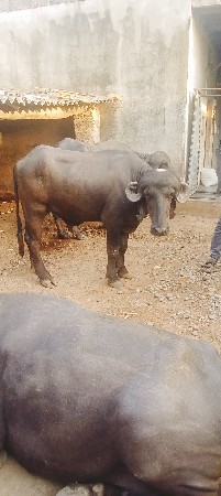 પાડો