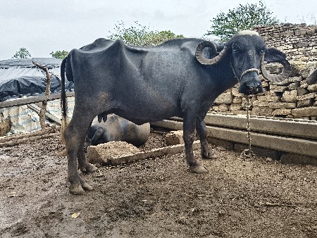 ખળેલી ભેંસ વેચવાની છે