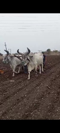 બળદ