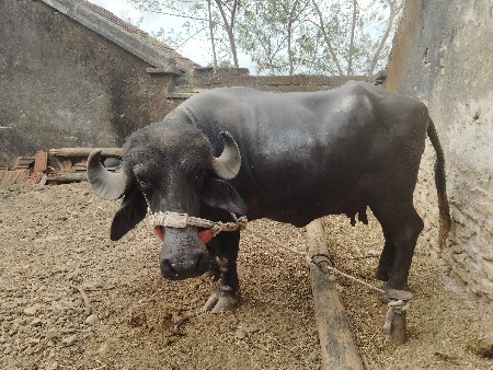 ભેંસ વેચવાની છે