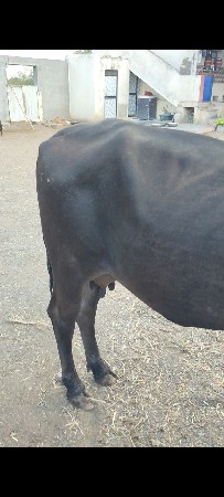 ગાય