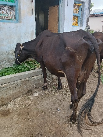 એસફ
