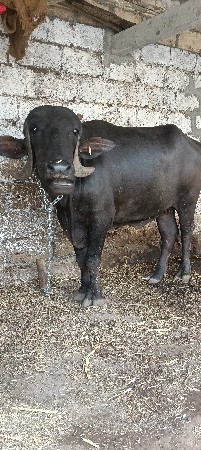 અખંડ ખડેલી વેચવાની છે