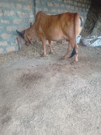 ગાયવેચવાનીછે