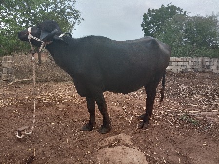 ખડલી વેચવાની છે