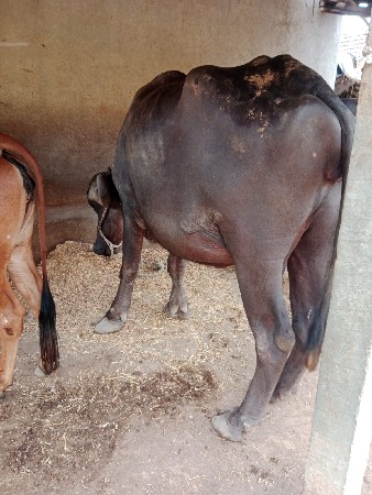ભેંસ વેચવા ની છે