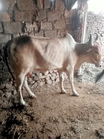 ગાય વેચવાની છે