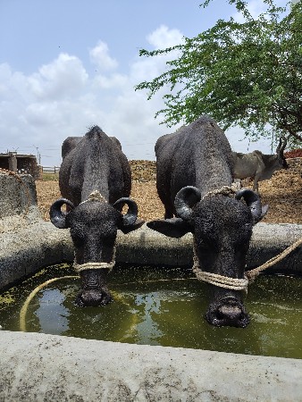 2 ખડેલા
