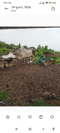 આ બળદ વેચવાનો છે પહેલી ધરનો છો દા