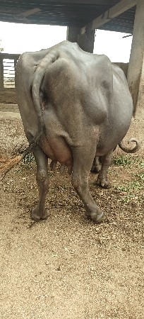 ભેંસ વેચવાની છે