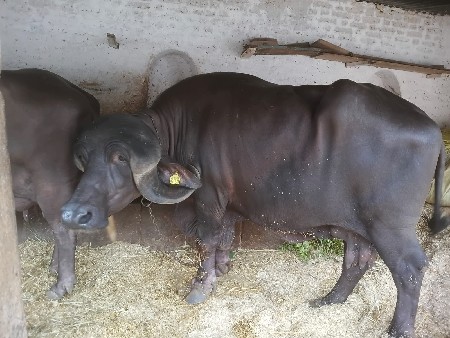 પેલા વેતરે નવ નવ લીટર દૂધ હતું