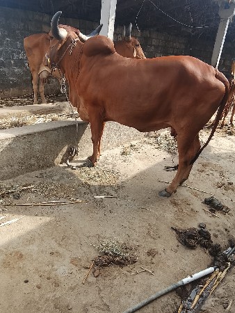 ગાય વેચવાની છે