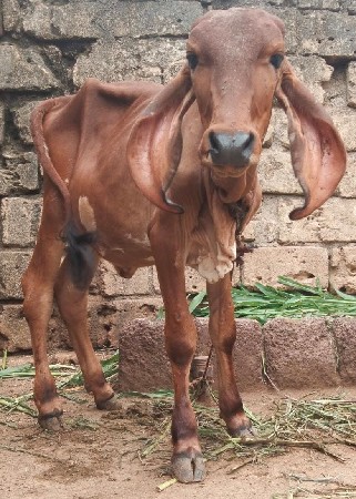 બે ગીર વાંસળી .સાટા મા પાડી પણ ચાલે