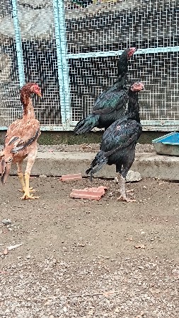 અસીલ asil aseel