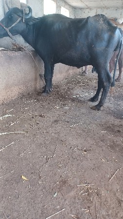 ભેસ વેસવાની છે