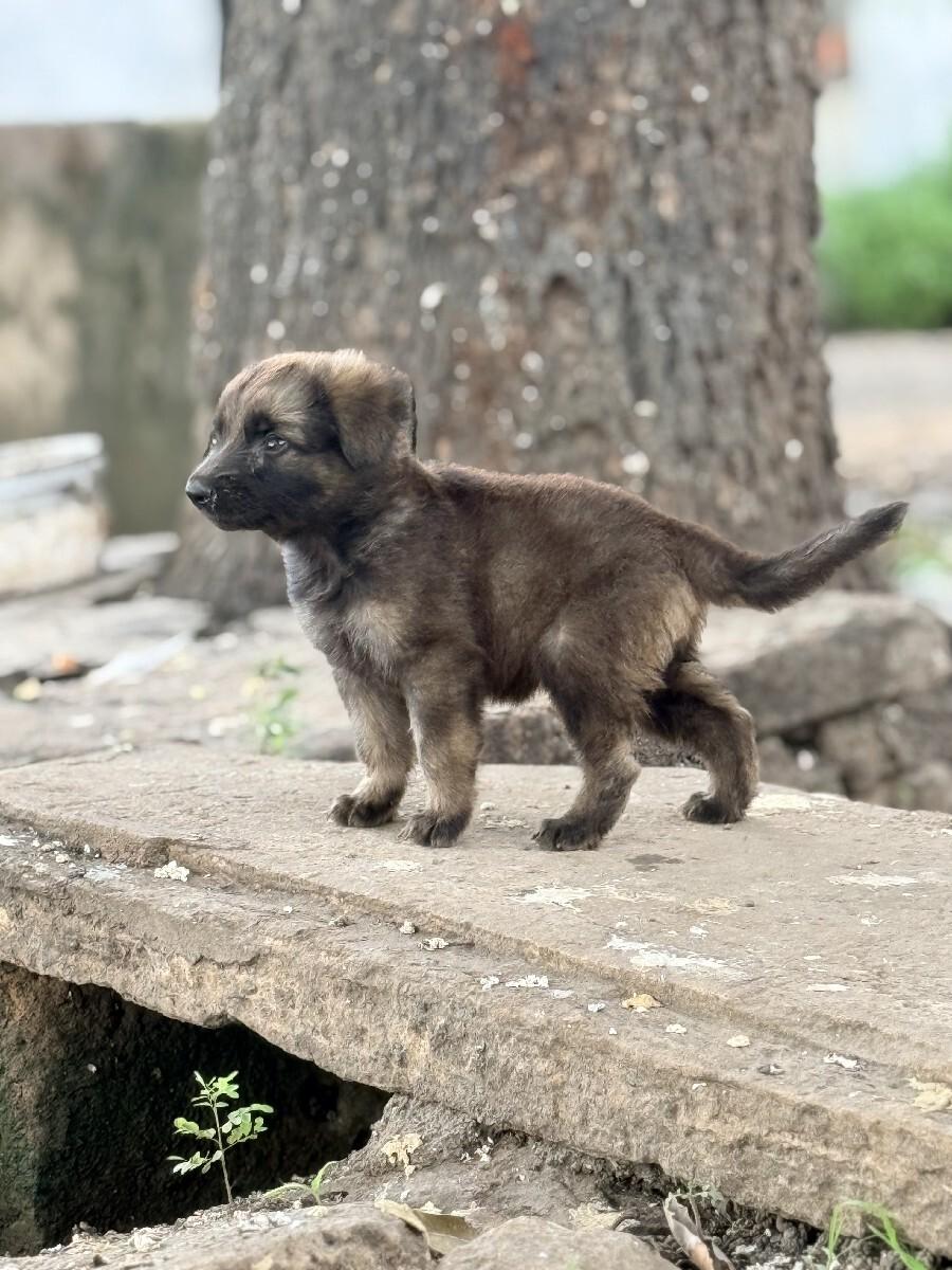 જરમન સેફર ડબલ કૌટ ફીમેલ