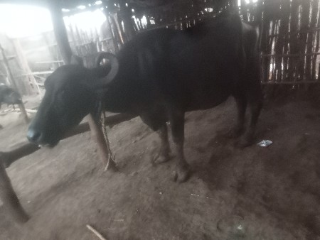 2 .. ભેસુ વેસવા ની છે