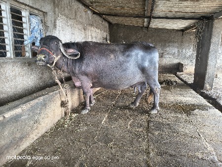 ભેંસ વેચવાની છે